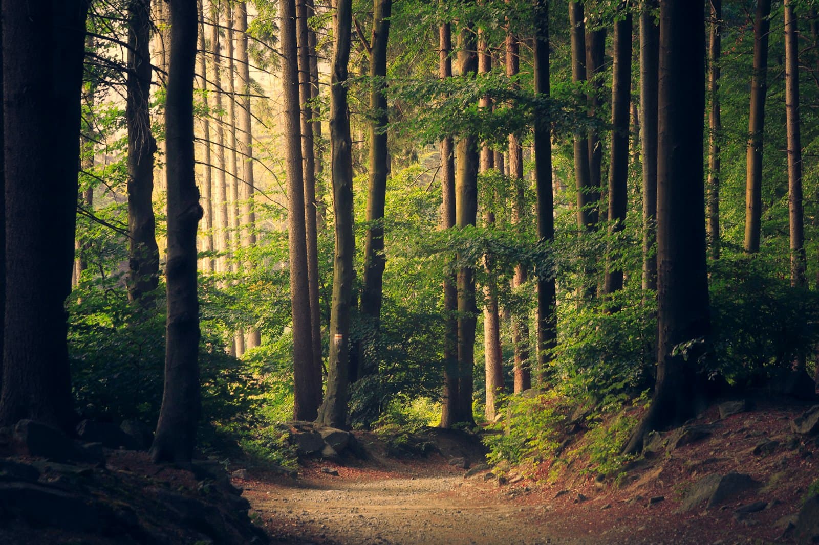 Green canopy representing missing sustainability metrics